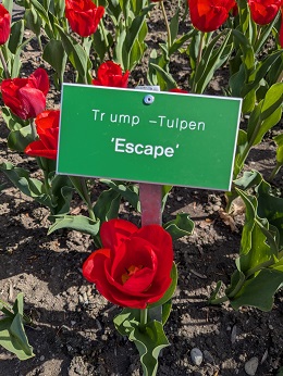 Triumph-Tulpen Escape